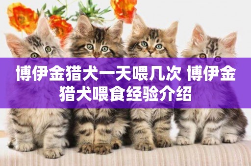 博伊金獵犬一天喂幾次 博伊金獵犬喂食經驗介紹