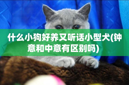 什么小狗好養又聽話小型犬(鐘意和中意有區別嗎) 