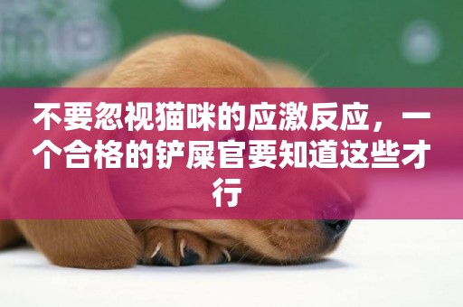 不要忽視貓咪的應激反應，一個合格的鏟屎官要知道這些才行 
