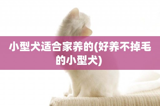 小型犬適合家養的(好養不掉毛的小型犬) 