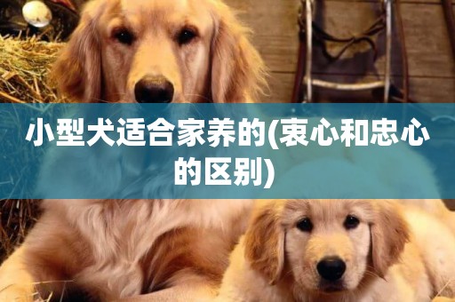 小型犬適合家養的(衷心和忠心的區別) 