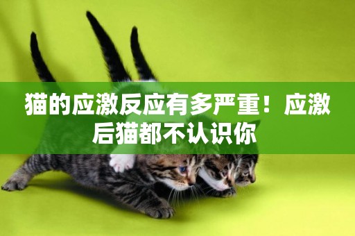 貓的應激反應有多嚴重！應激后貓都不認識你 