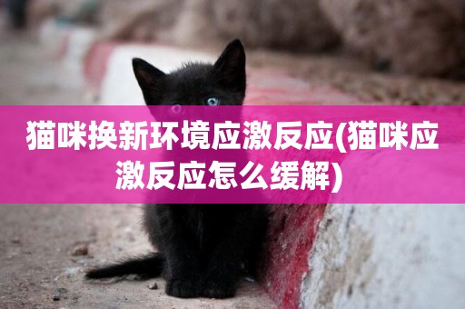 貓咪換新環境應激反應(貓咪應激反應怎么緩解) 