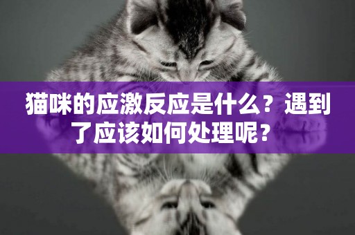 貓咪的應激反應是什么？遇到了應該如何處理呢？ 