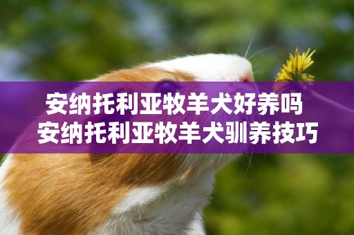 安納托利亞牧羊犬好養嗎 安納托利亞牧羊犬馴養技巧