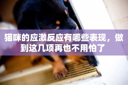貓咪的應激反應有哪些表現，做到這幾項再也不用怕了 