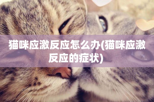 貓咪應激反應怎么辦(貓咪應激反應的癥狀) 