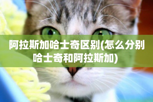 阿拉斯加哈士奇區別(怎么分別哈士奇和阿拉斯加) 