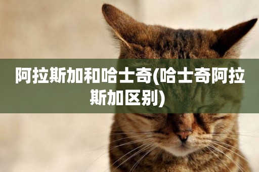 阿拉斯加和哈士奇(哈士奇阿拉斯加區別) 