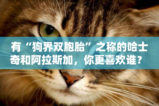 有“狗界雙胞胎”之稱的哈士奇和阿拉斯加，你更喜歡誰？ 