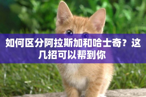如何區分阿拉斯加和哈士奇？這幾招可以幫到你 