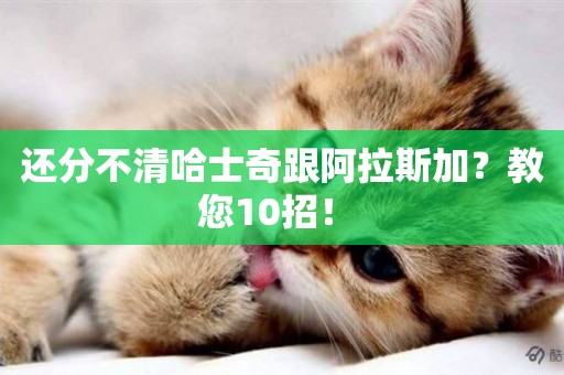 還分不清哈士奇跟阿拉斯加？教您10招！ 