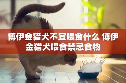 博伊金獵犬不宜喂食什么 博伊金獵犬喂食禁忌食物