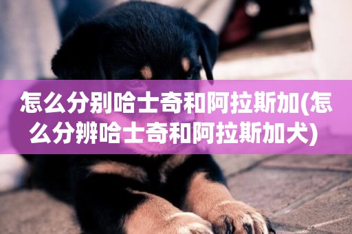 怎么分別哈士奇和阿拉斯加(怎么分辨哈士奇和阿拉斯加犬) 