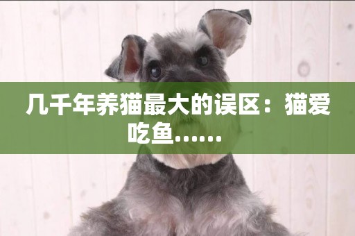 幾千年養貓最大的誤區：貓愛吃魚…… 