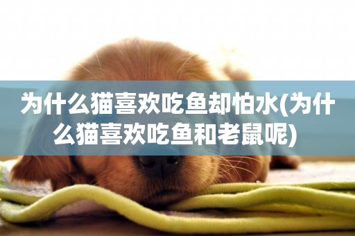 為什么貓喜歡吃魚卻怕水(為什么貓喜歡吃魚和老鼠呢) 