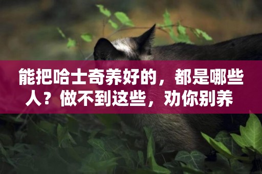 能把哈士奇養好的，都是哪些人？做不到這些，勸你別養 