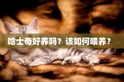 哈士奇好養嗎？該如何喂養？ 