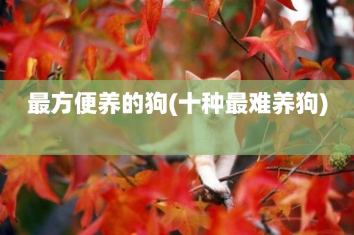 最方便養的狗(十種最難養狗) 