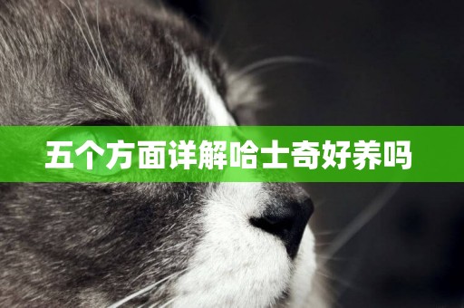 五個方面詳解哈士奇好養嗎 