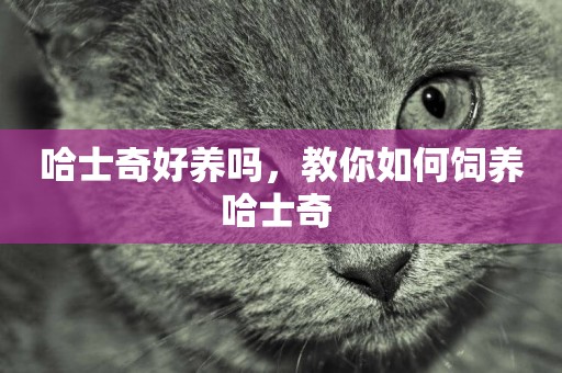 哈士奇好養嗎，教你如何飼養哈士奇 