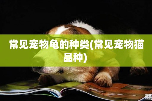 常見寵物龜的種類(常見寵物貓品種) 