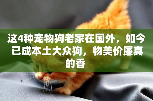 這4種寵物狗老家在國外，如今已成本土大眾狗，物美價廉真的香 