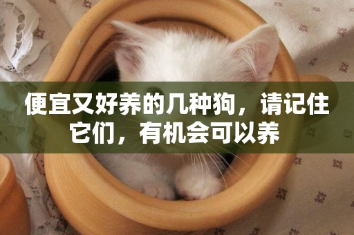 便宜又好養的幾種狗，請記住它們，有機會可以養 