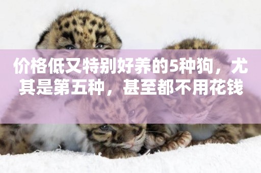 價格低又特別好養的5種狗，尤其是第五種，甚至都不用花錢 