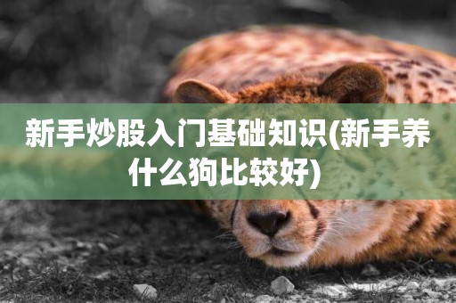 新手炒股入門基礎知識(新手養什么狗比較好) 