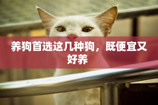 養狗首選這幾種狗，既便宜又好養 