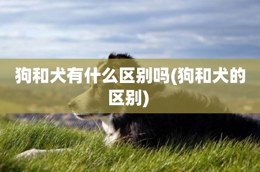 狗和犬有什么區別嗎(狗和犬的區別) 
