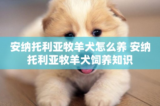 安納托利亞牧羊犬怎么養 安納托利亞牧羊犬飼養知識
