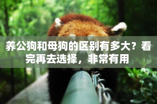養公狗和母狗的區別有多大？看完再去選擇，非常有用 
