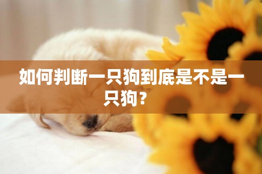 如何判斷一只狗到底是不是一只狗？ 
