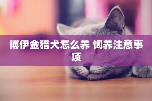 博伊金獵犬怎么養 飼養注意事項