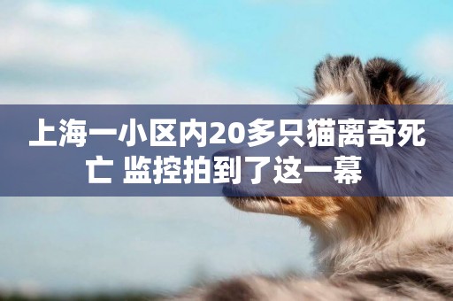 上海一小區內20多只貓離奇死亡 監控拍到了這一幕 
