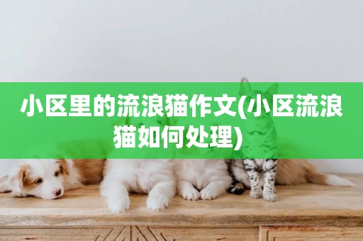 小區里的流浪貓作文(小區流浪貓如何處理) 