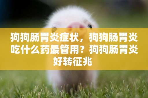狗狗腸胃炎癥狀，狗狗腸胃炎吃什么藥最管用？狗狗腸胃炎好轉征兆 