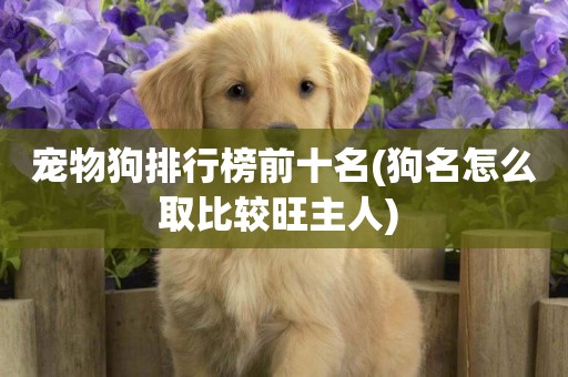 寵物狗排行榜前十名(狗名怎么取比較旺主人) 