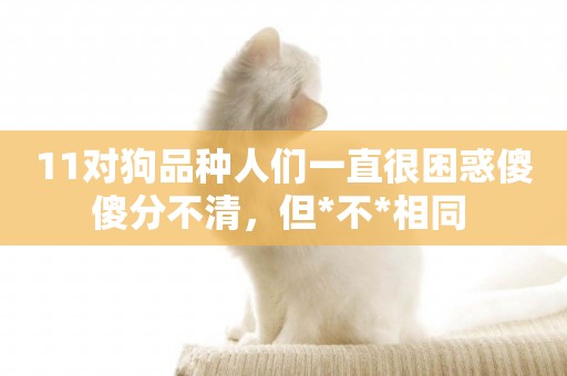 11對狗品種人們一直很困惑傻傻分不清，但*不*相同 