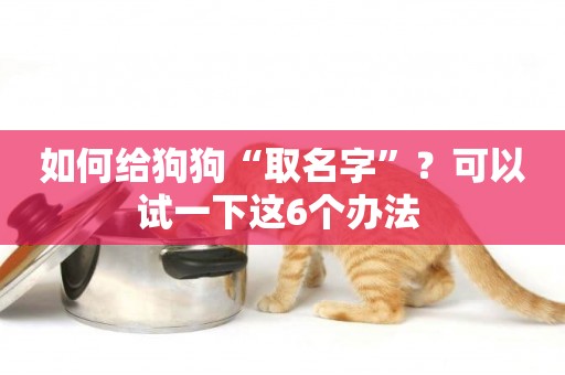 如何給狗狗“取名字”？可以試一下這6個辦法 