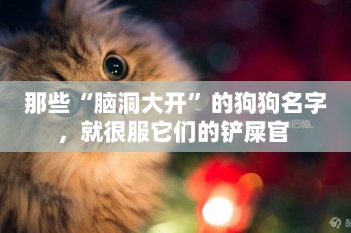 那些“腦洞大開”的狗狗名字，就很服它們的鏟屎官 
