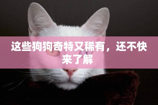 這些狗狗奇特又稀有，還不快來了解 
