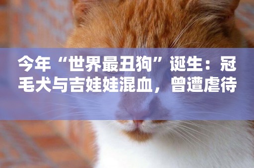 今年“世界最丑狗”誕生：冠毛犬與吉娃娃混血，曾遭虐待 