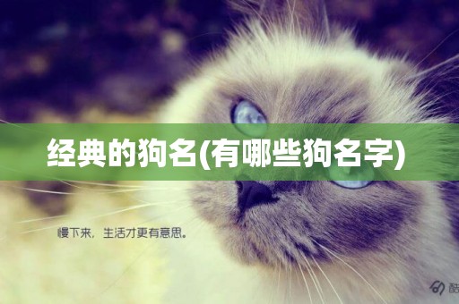經典的狗名(有哪些狗名字) 