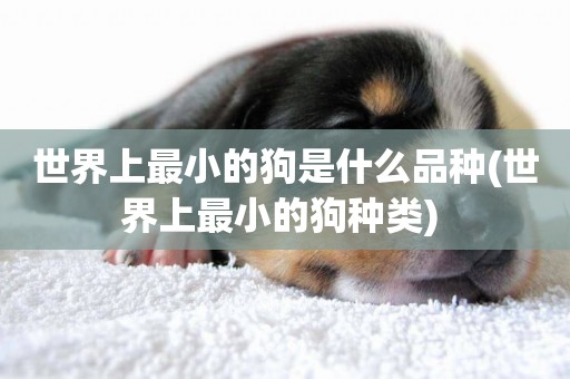 世界上最小的狗是什么品種(世界上最小的狗種類) 