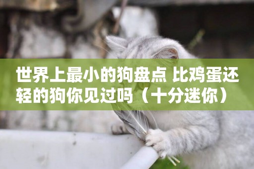 世界上最小的狗盤點 比雞蛋還輕的狗你見過嗎（十分迷你） 