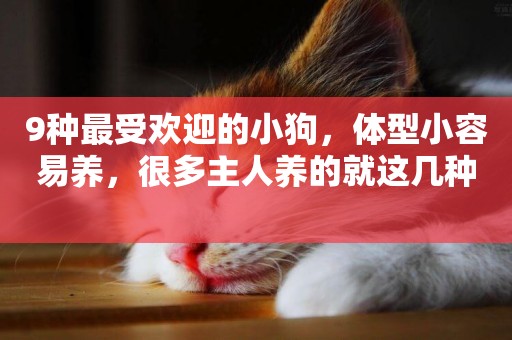 9種最受歡迎的小狗，體型小容易養，很多主人養的就這幾種 