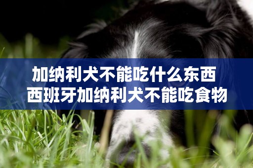 加納利犬不能吃什么東西 西班牙加納利犬不能吃食物大全